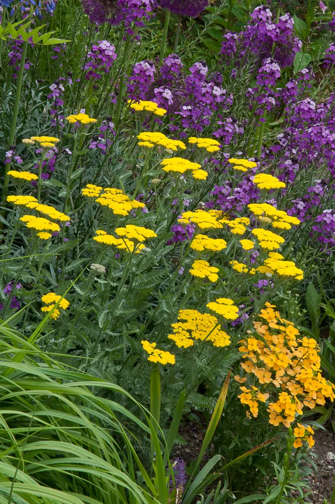 Passion Vivaces Achillea clypeolata Moonshine plante vivace jaune