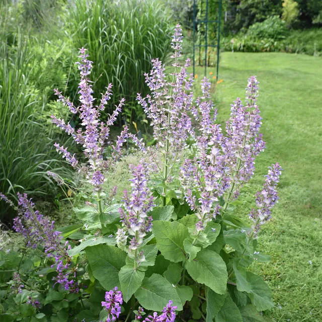 Bakker Vivaces Sauge sclarée violet pot 9cm