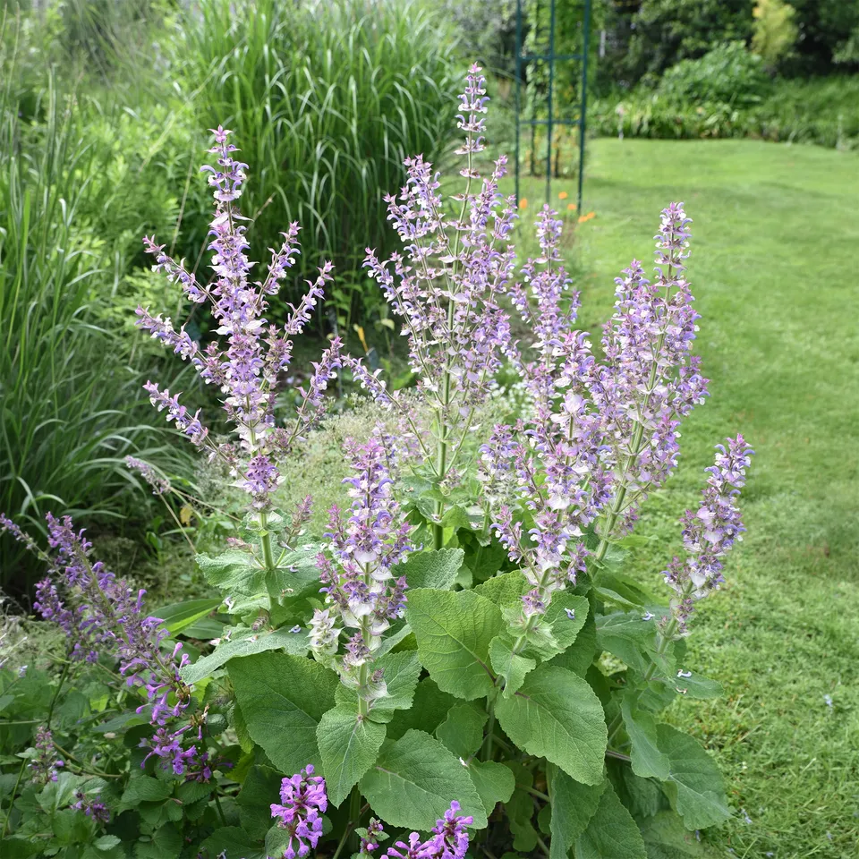 Bakker Vivaces Sauge sclarée violet pot 9cm