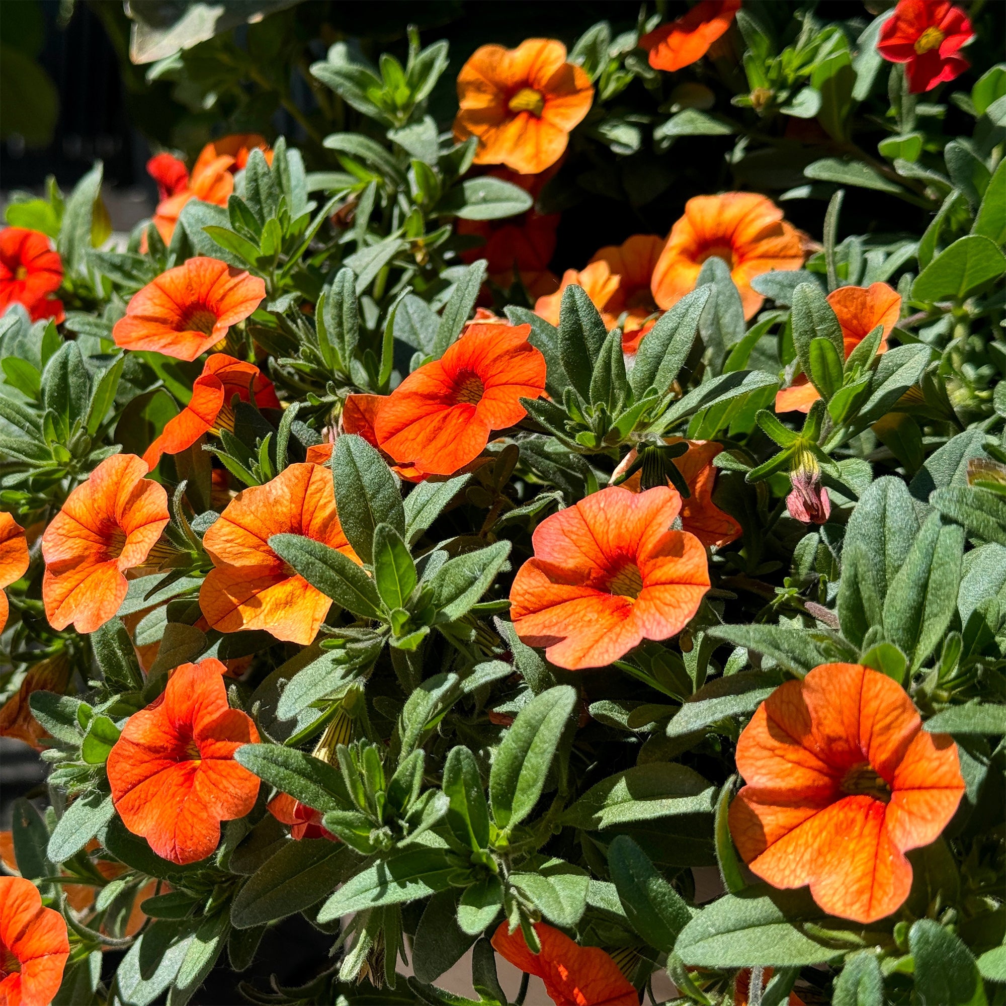 Bakker Mini-pétunia orange plante retombante 3 pots Ø 10,5cm