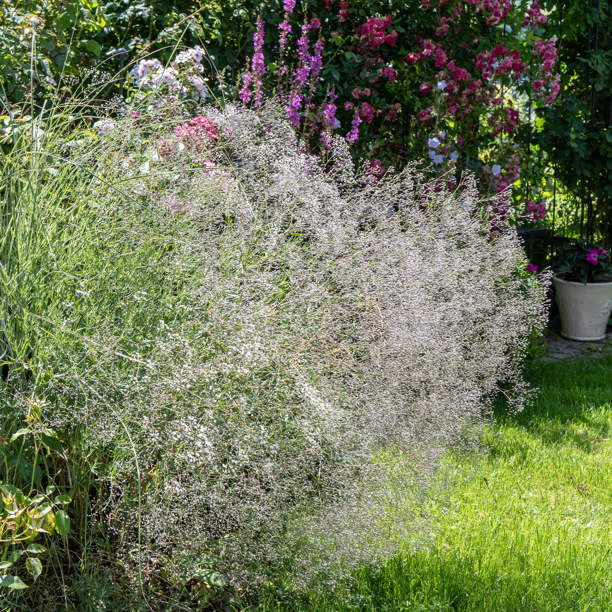 Bakker Gypsophile blanche vivace lot 3 racines nues soleil