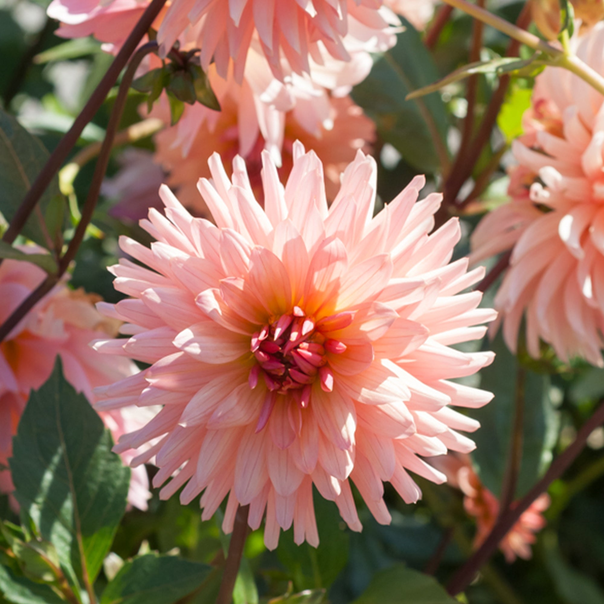 Bakker Dahlia cactus Préférence sachet 1 bulbe saumon