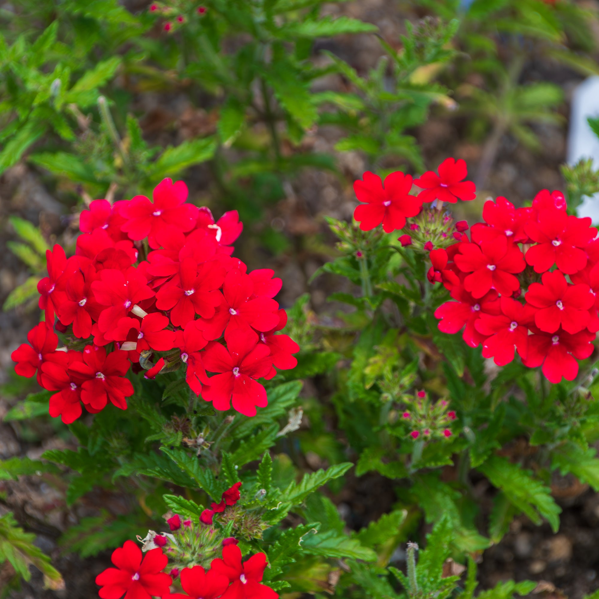 Bakker Verveine retombante rouge Verbena fleur balcon pot 10,5cm