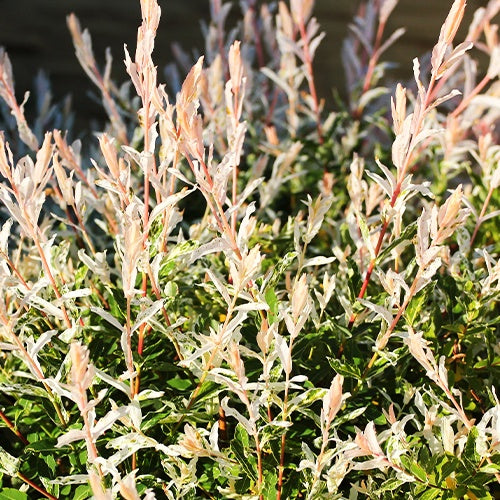 Bakker Saule crevette Hakuro haie 5 pots Ø9cm 20-30cm