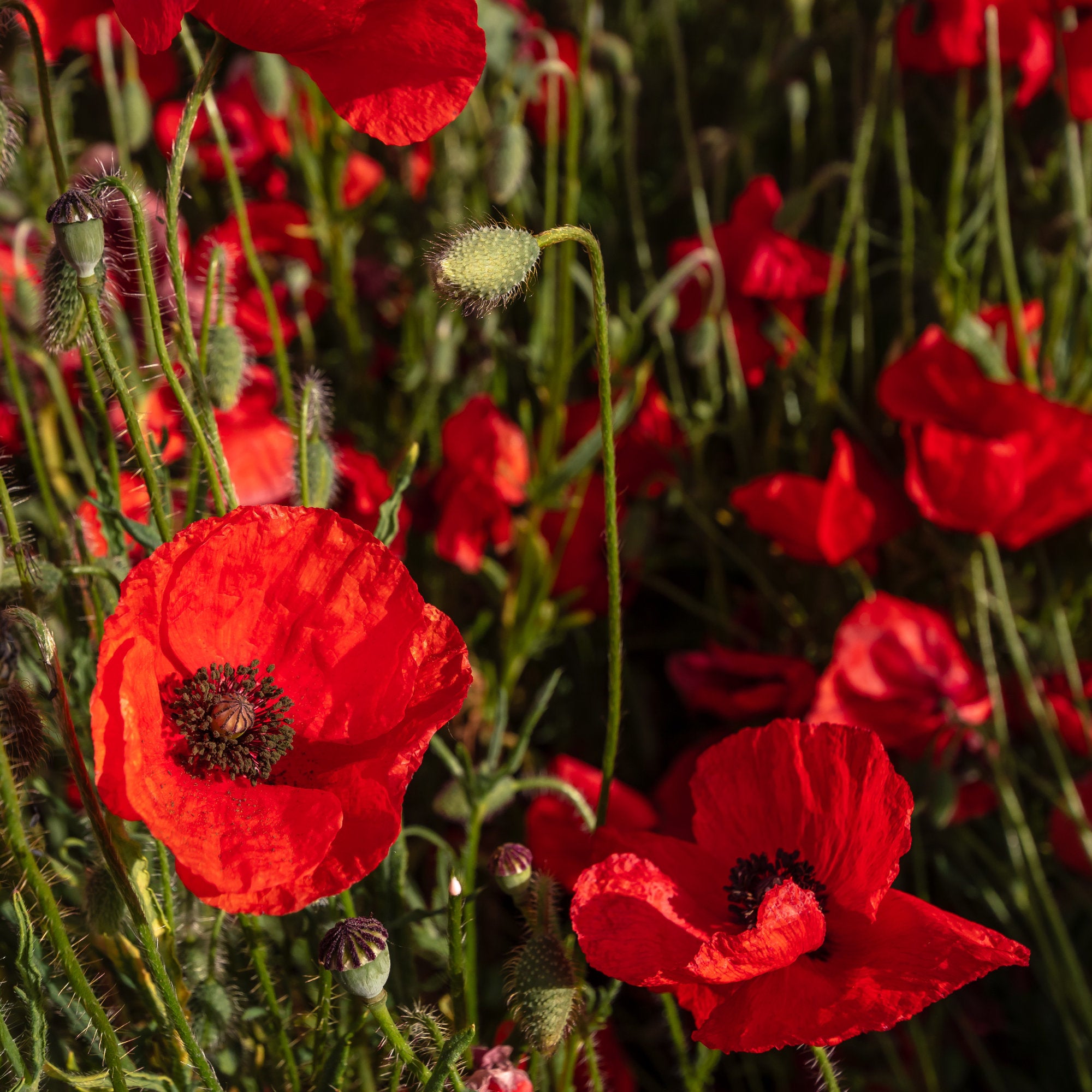 Bakker Red Corn Poppy pavot coquelicot sachet bio rouge
