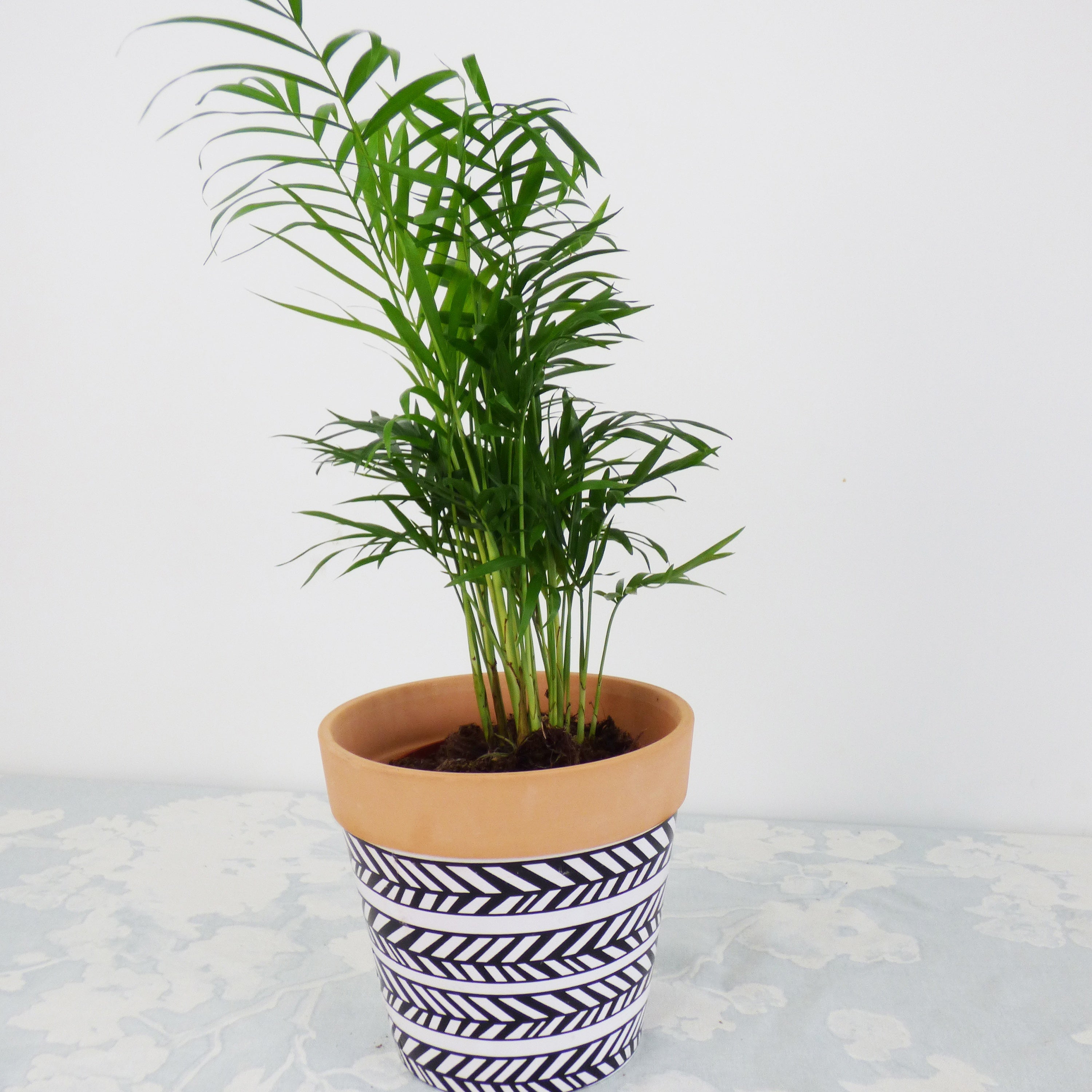 Bakker Collection 3 plantes vertes dépolluantes plante d'intérieur 3 pots