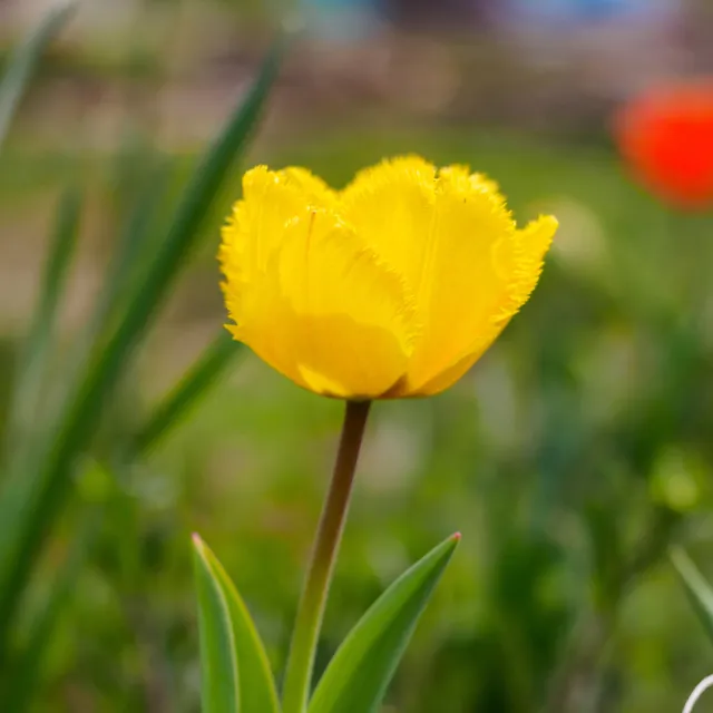 Bakker Tulipes Crystal Star bulbes jaunes 10 bulbes