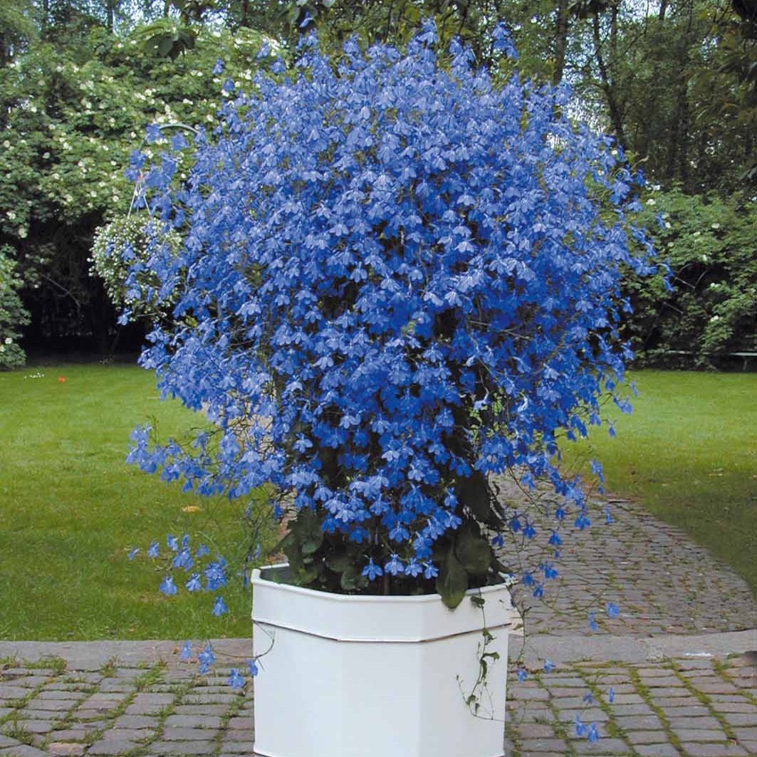 Bakker Plantes vivaces 3 Lobelias Azuro plante bleue 3 pots Ø10.5cm