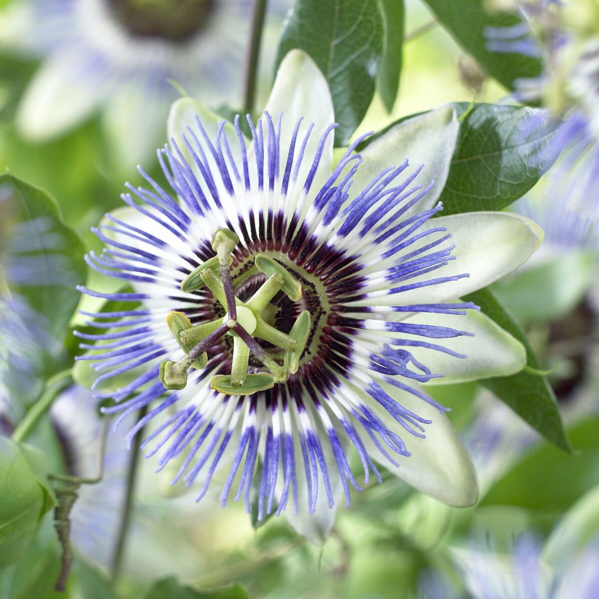 Bakker Clear Sky passiflore grimpante pot 2L fleurs bleues