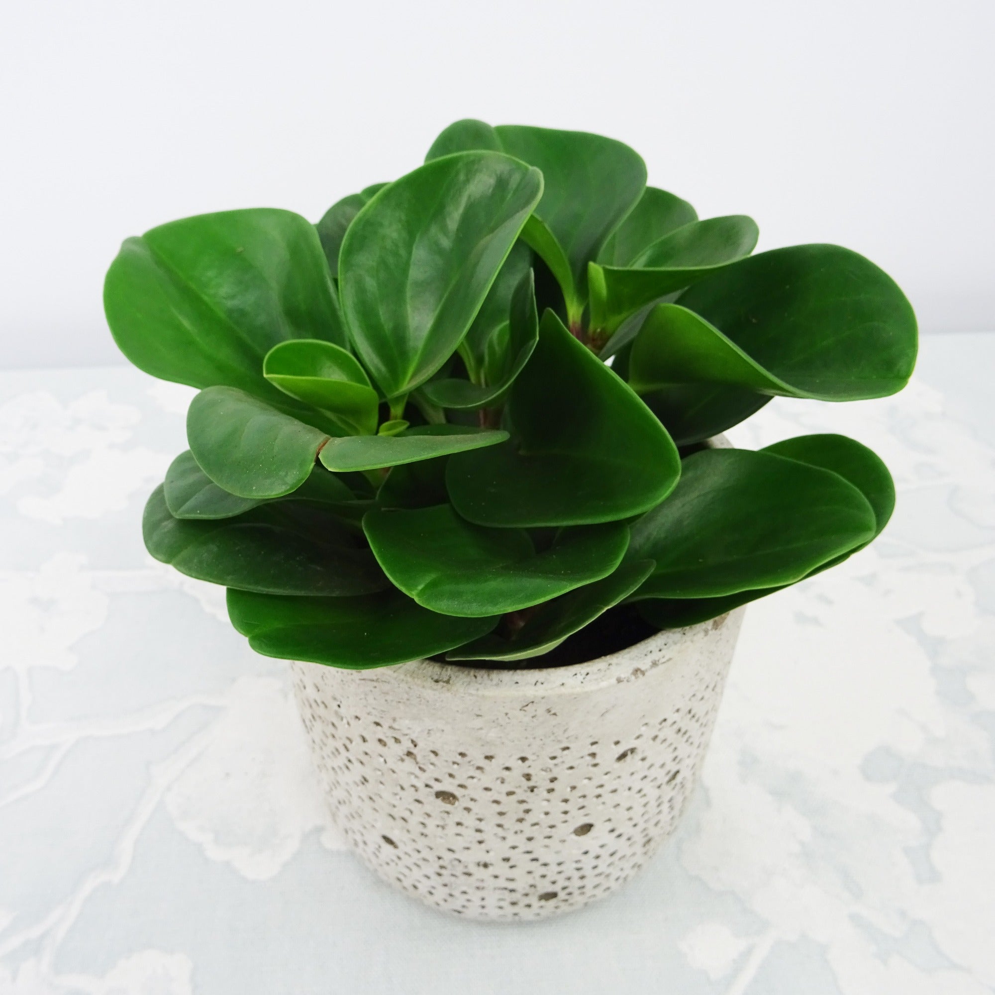 Bakker Peperomia Green plante verte pot 9cm 20-25cm