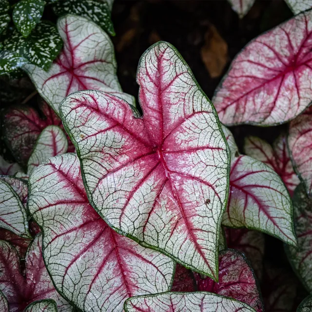Bakker Caladium White Queen plante d'intérieur 1 bulbe feuillage blanc