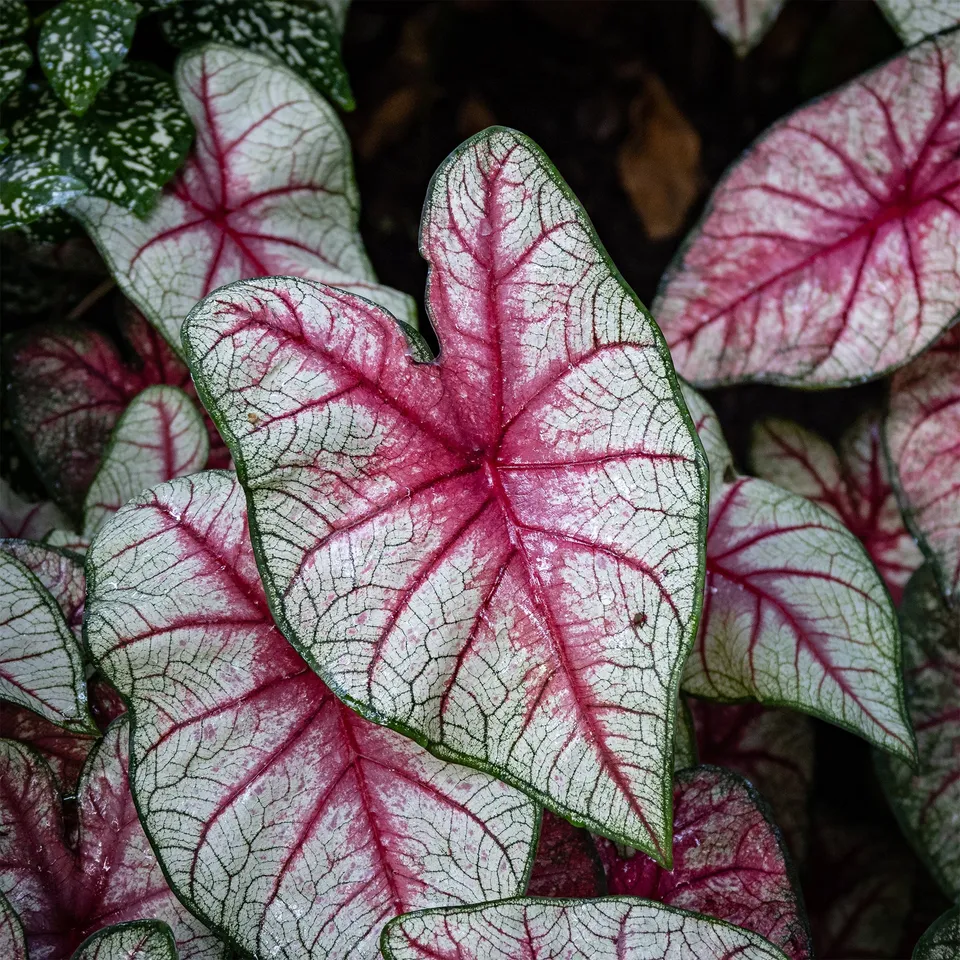 Bakker Caladium White Queen plante d'intérieur 1 bulbe feuillage blanc