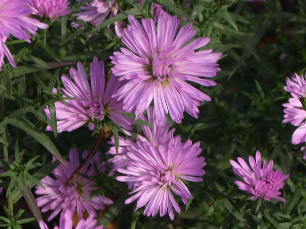Passion Vivaces Aster novi-belgii Demi vivace godet rose pâle