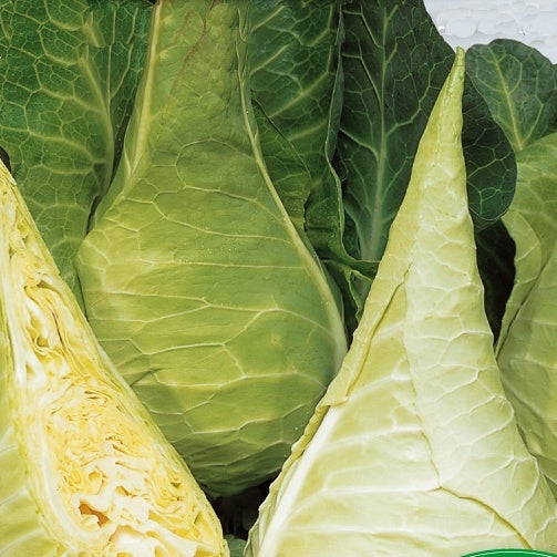 Bakker Chou cabus Filderkraut Hilmar sachet 110 graines