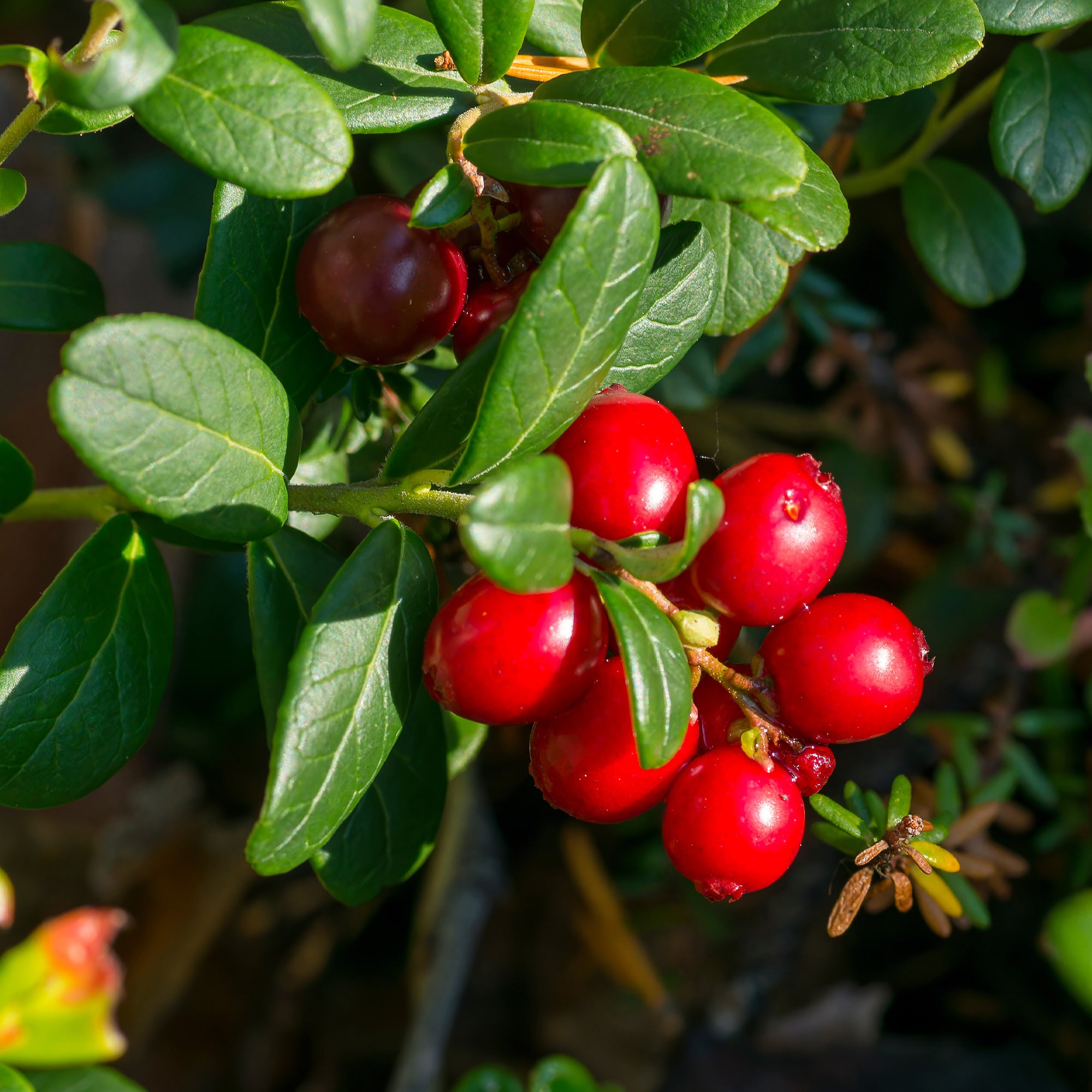 Bakker Canneberge Cranberry fruitier pot 9cm 5-10cm baies rouges