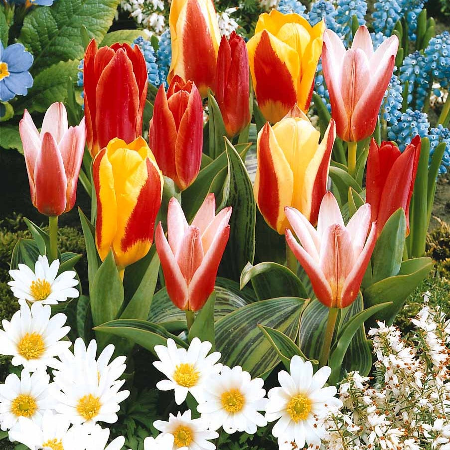 Bakker Tulipes botaniques Tulipa mélange sachet 20 bulbes