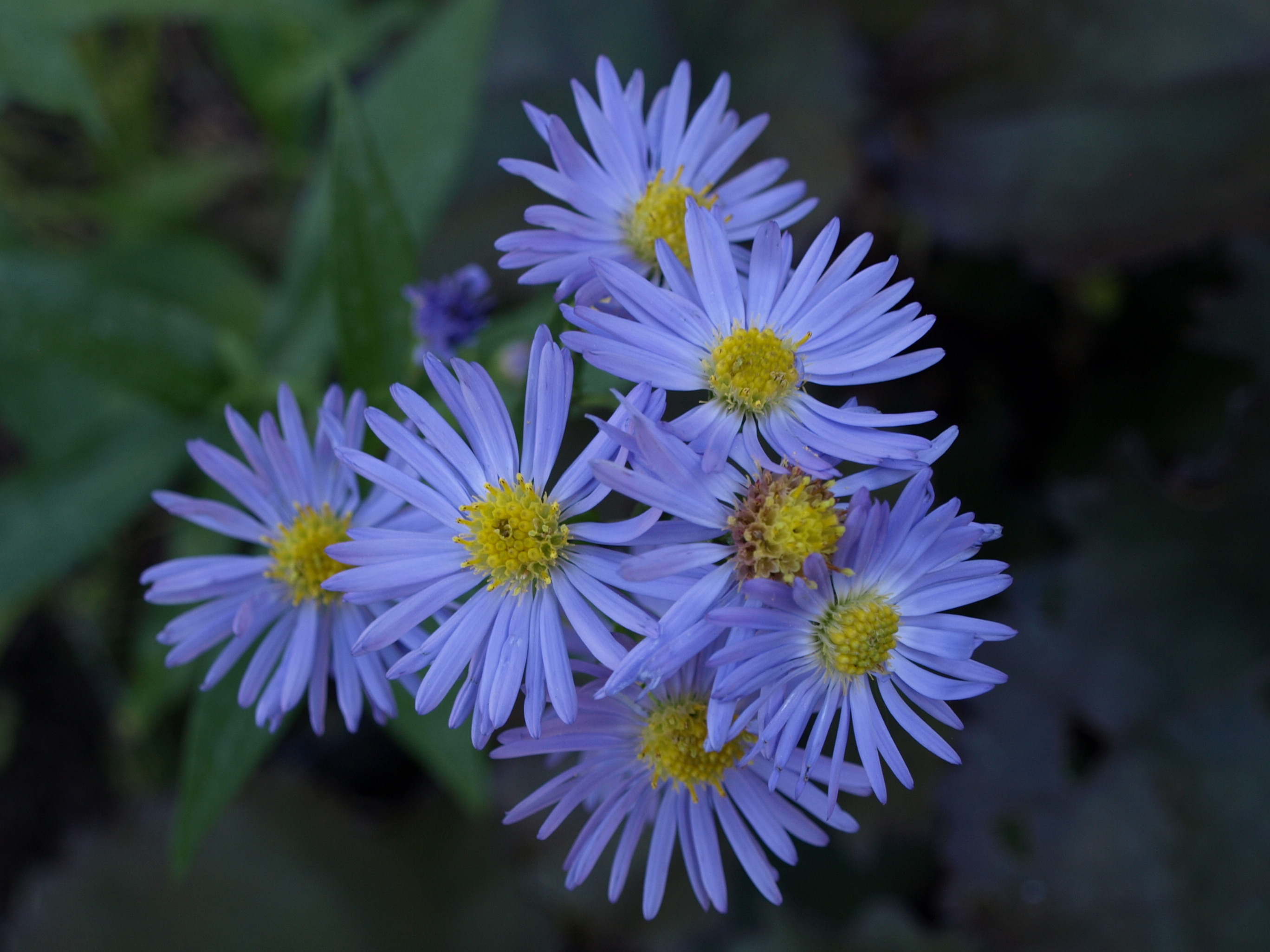 Passion Vivaces Aster novi-belgii Gloire de Nancy aster godet bleu
