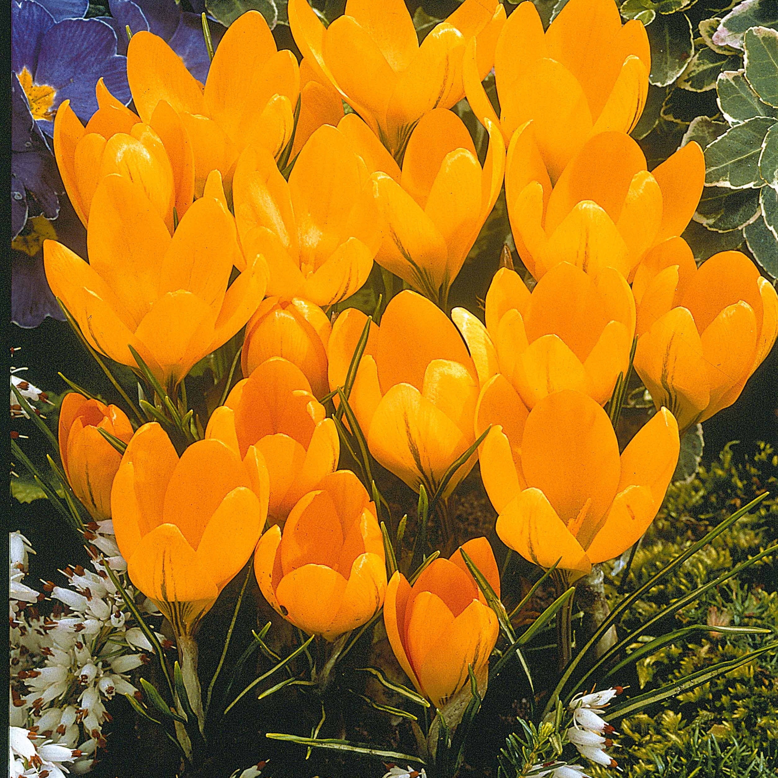 Bakker Crocus mélange blanc violet jaune bulbe lot 60
