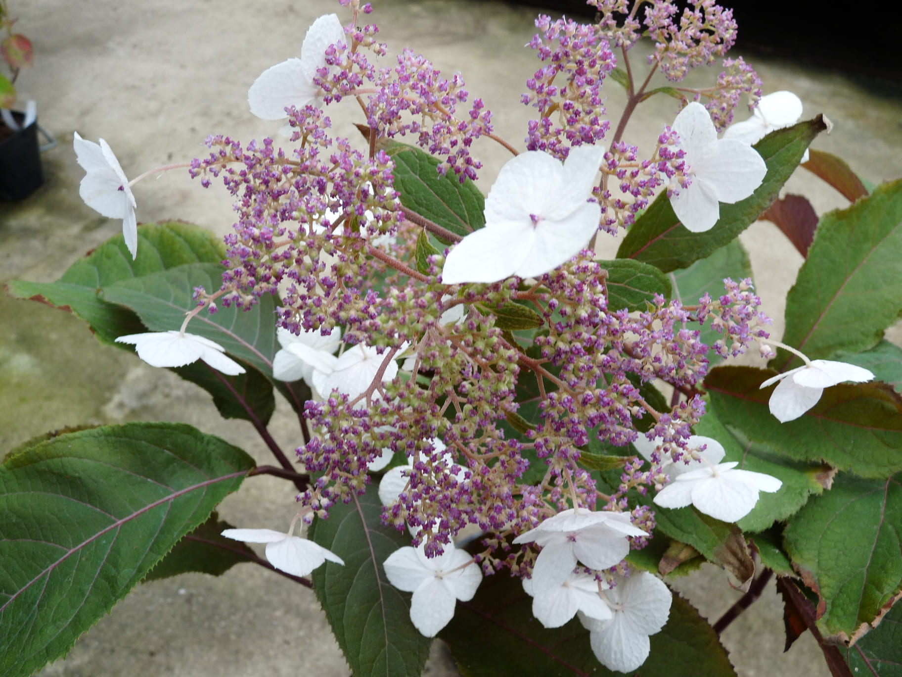 Les Hortensias du Haut Bois Dark Leaf hortensia aspera godet