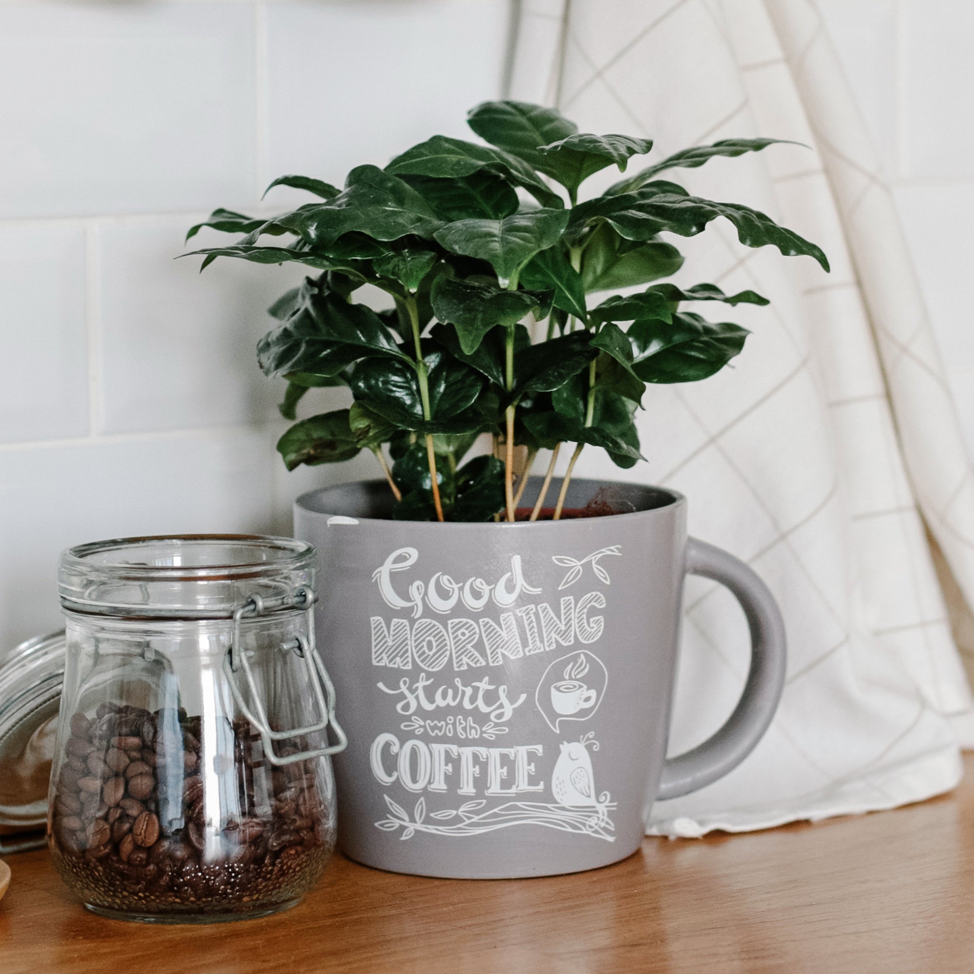 Bakker Caféier Coffea arabica plante d'intérieur pot Ø12cm brillant