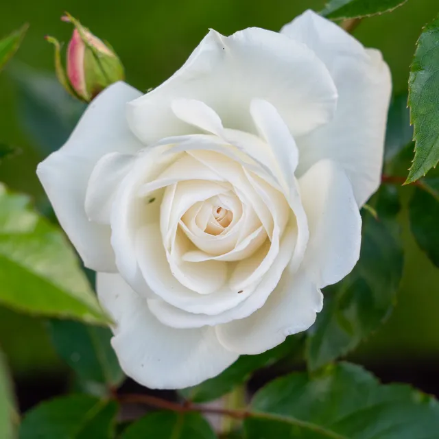 Bakker Rosier buisson blanc racine nue 2+ branches remontant