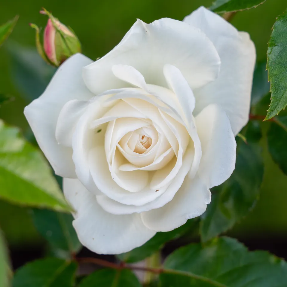 Bakker Rosier buisson blanc racine nue 2+ branches remontant