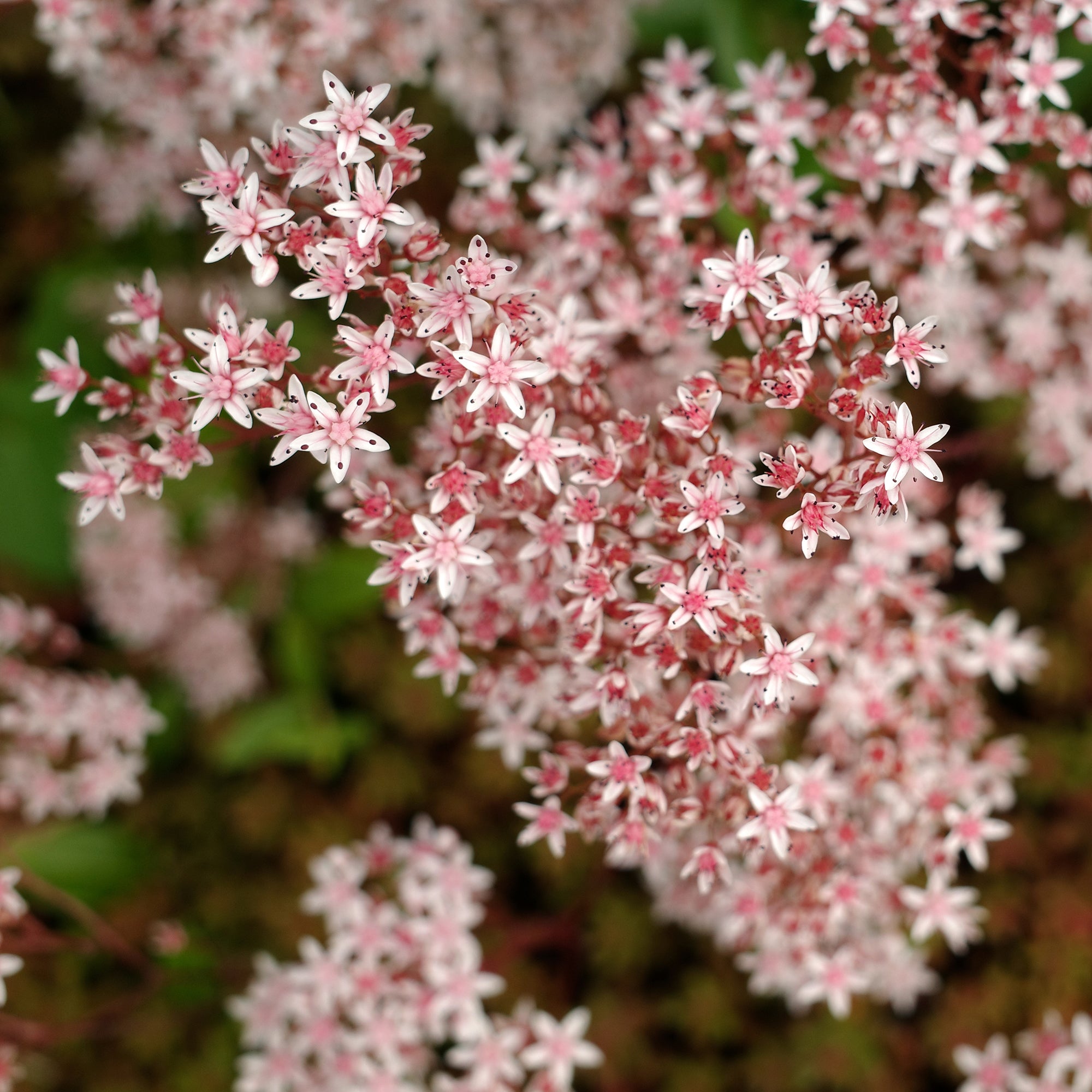 Bakker Plantes vivaces Sedum album Murale orpin blanc pot 9cm
