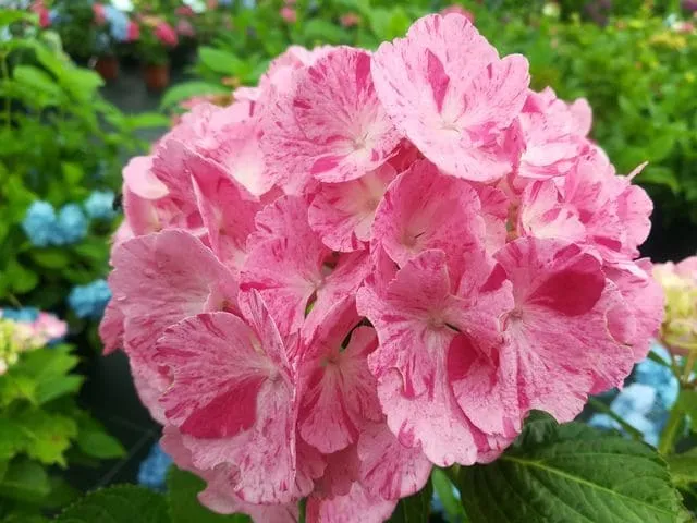 Les Hortensias du Haut Bois Sweet Fantaisy hortensia rondes godet
