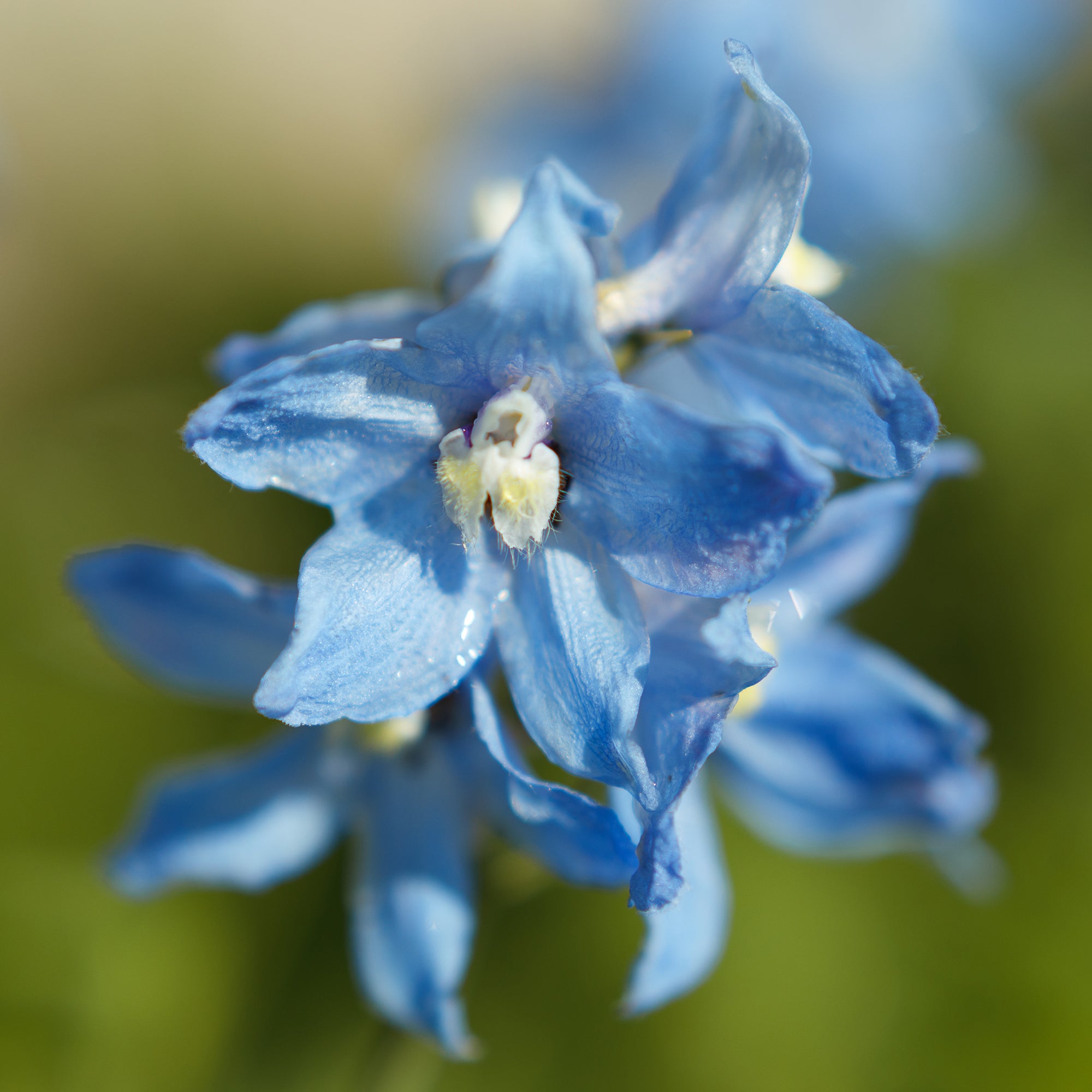 Bakker Delphinium Cliveden Beauty vivace pot Ø 9 cm