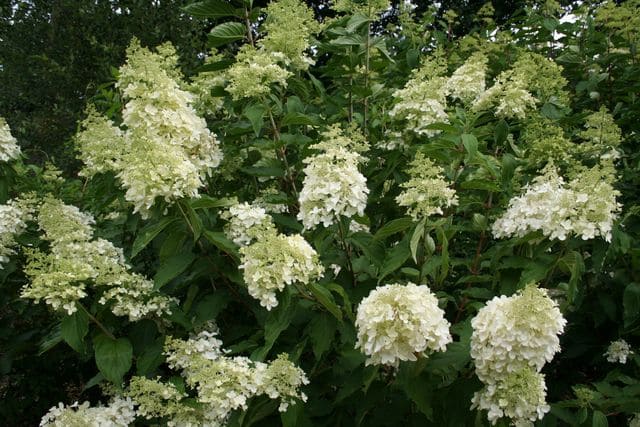 Hydrangea paniculata Dolly hortensia panicule blanc godet