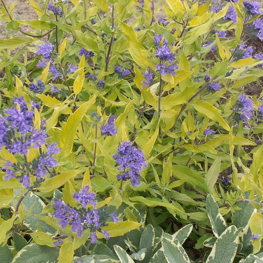 Bakker Caryopteris Worcester Gold arbuste pot 4L doré
