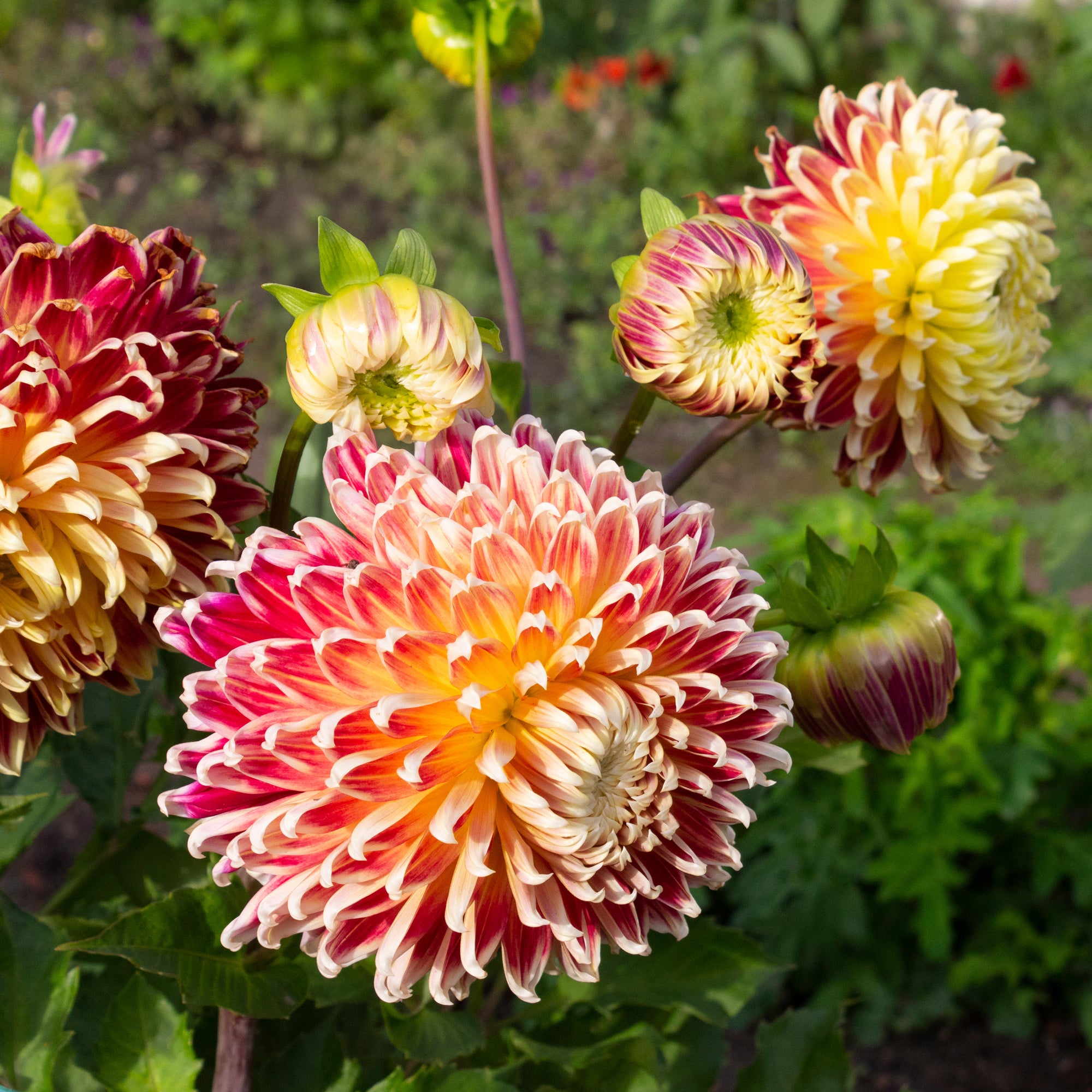 Bakker Dahlia Akita bulbe fleur géante rouge blanc calibre I+