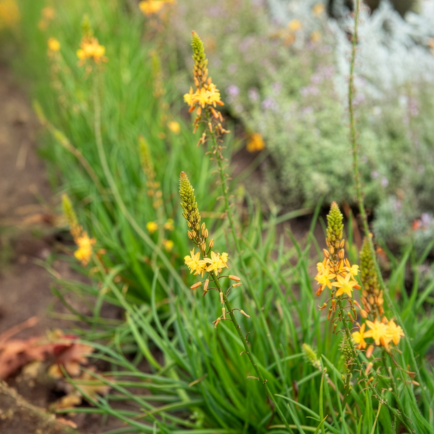 Bakker Bulbine Médicus plante vivace pot Ø 9cm jaune lot 2