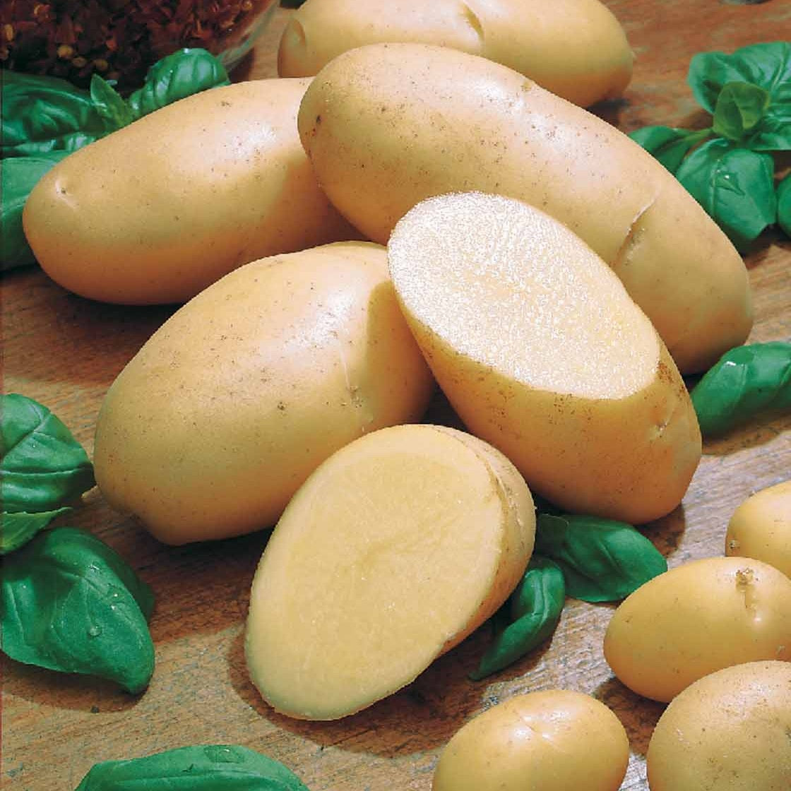 Bakker Pomme de terre Belle de Fontenay sachet 1500g ferme