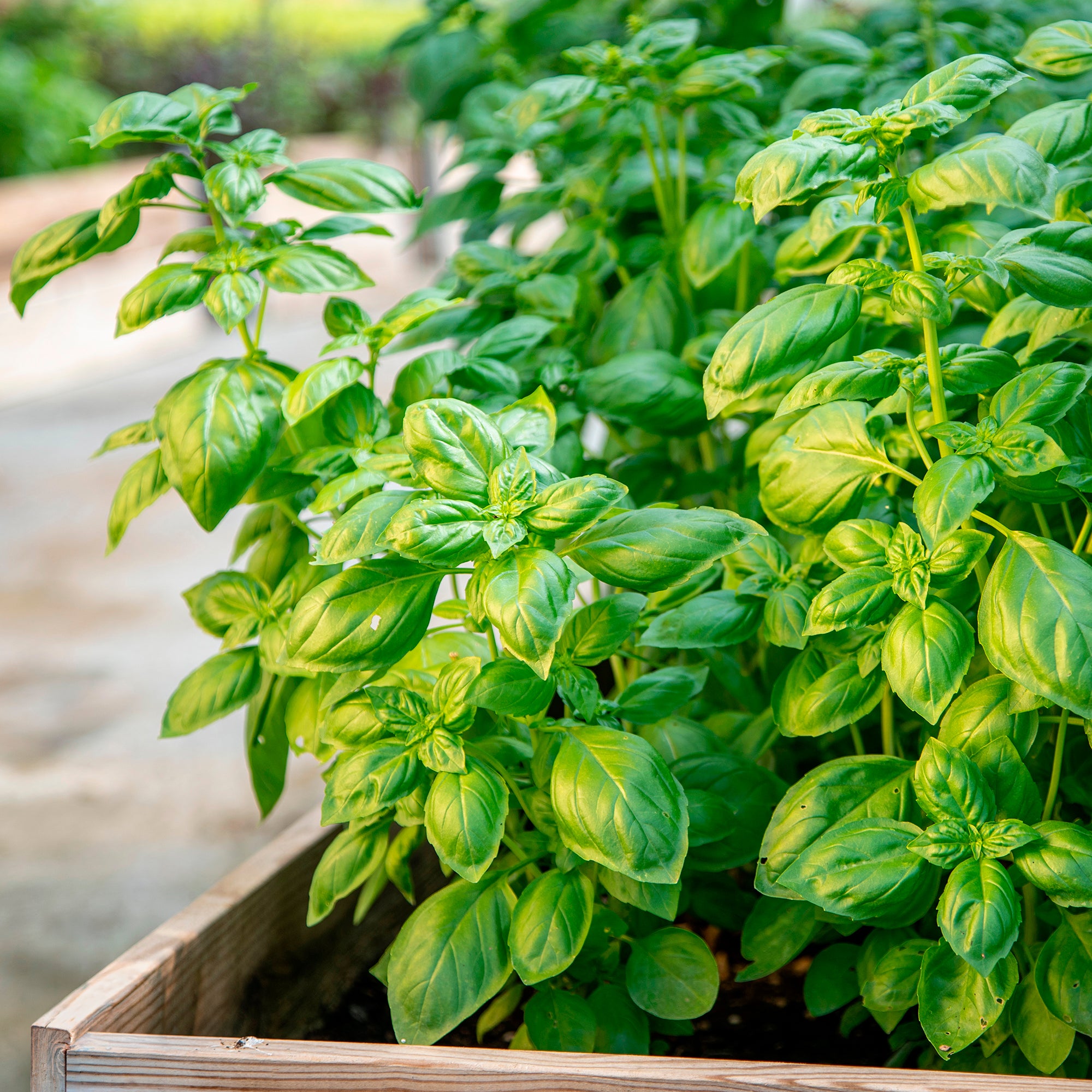 Bakker Basilic Genovese Bio graine sachet 0,9g pesto
