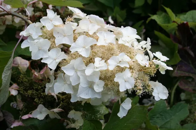 Les Hortensias du Haut Bois Tennessee hortensia quercifolia godet