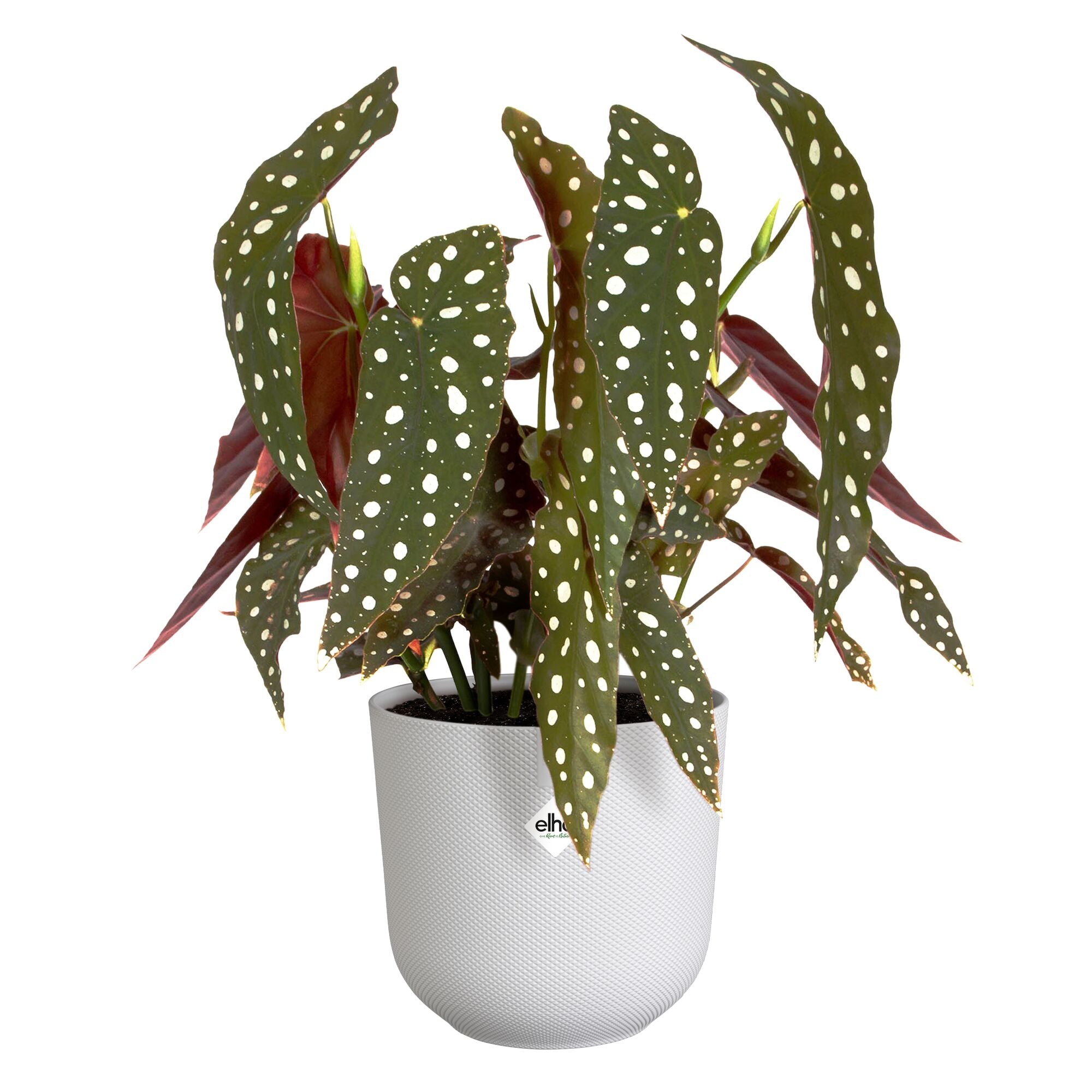 Elho Cache-Pot Jazz Rond Blanc Soie Plastique Ø14cm déco intérieur