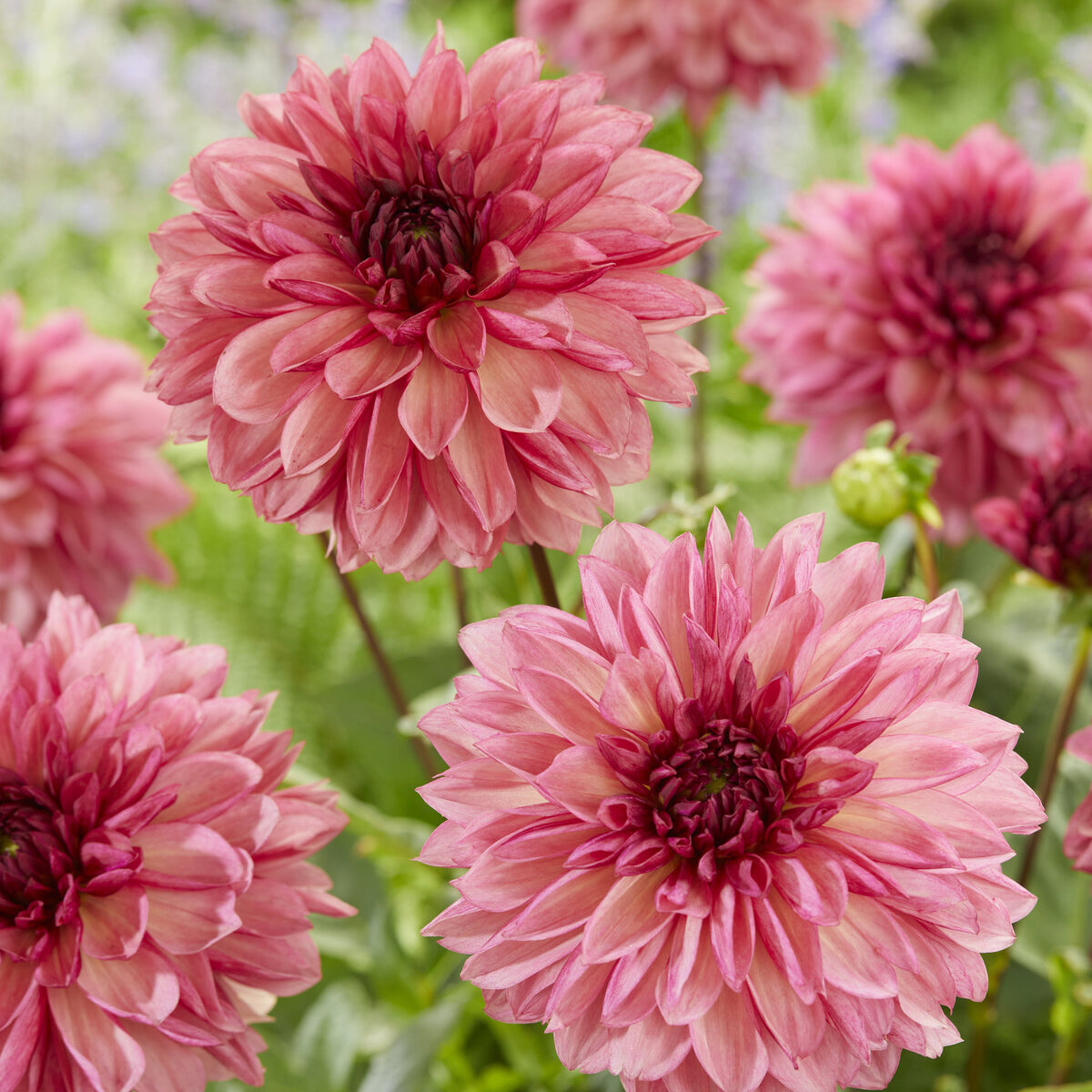 Bakker Dahlia Bacardi décoratif rose sachet 3 bulbes