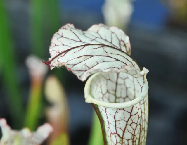 Carniflore Sarracenia leucophylla plante carnivore 1 pied blanc