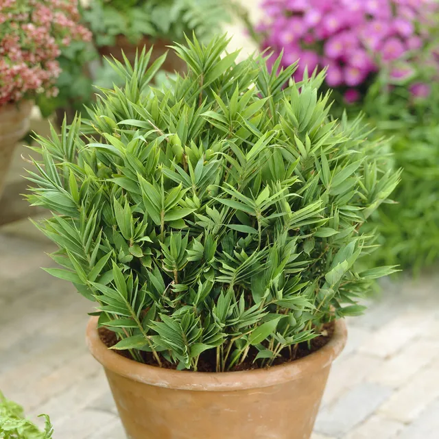 Bakker bambou nain non traçant pot 9 cm