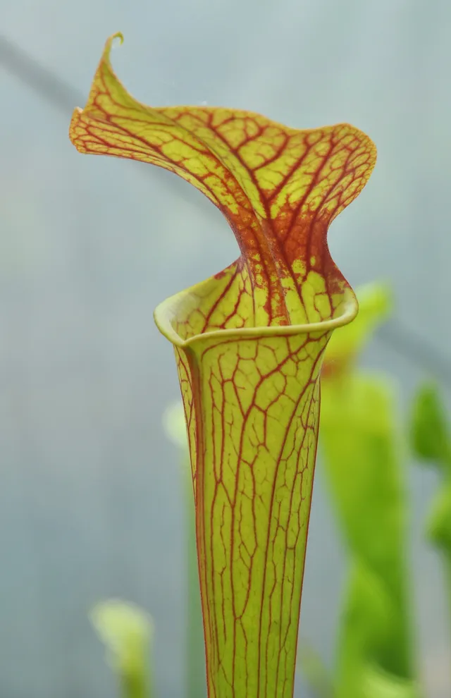 Carniflore Sarracenia Moorei plante carnivore 1 point de pousse