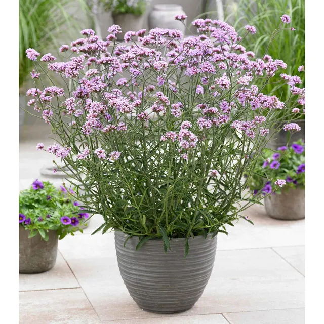 Bakker Verveine Buenos Aires Lollipop violette pot 9cm