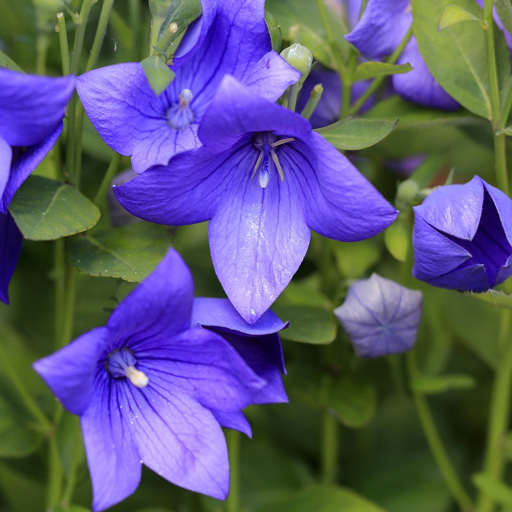 Bakker Platycodon grandes fleurs pot 11cm vivace violette