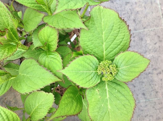 Hortensias du Haut Bois Sabrina hortensia boule jardin