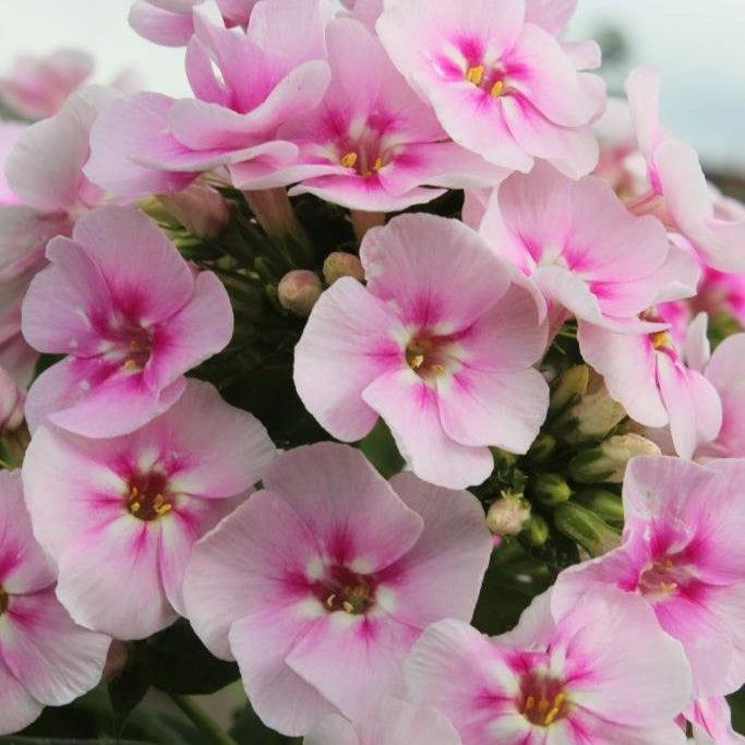 Bakker Phlox Younique Bicolor plante vivace 3 racines bicolore