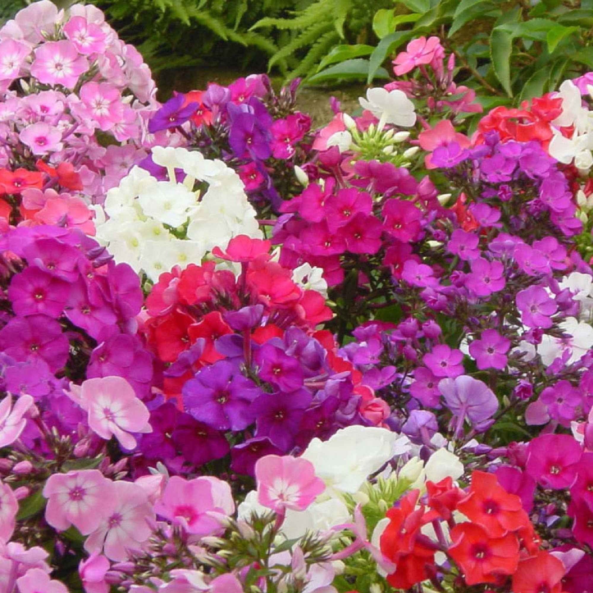 Bakker Phlox paniculata mélange 5 racines nues parfumé