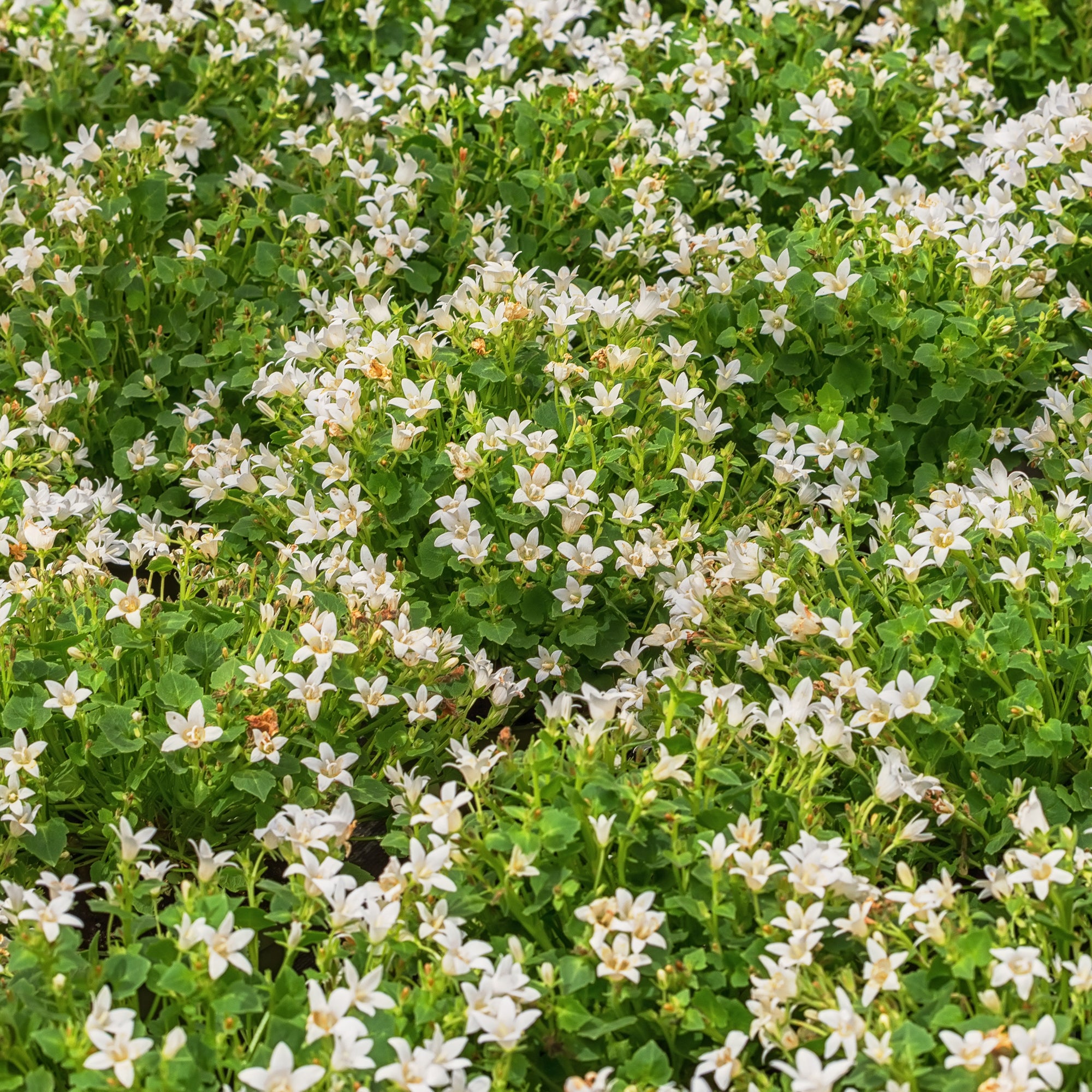 Bakker Campanule portens blanc vivace pot Ø 11 cm