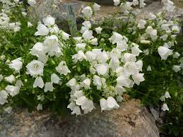 Passion Vivaces Campanula Alba vivace pot 1L blanc