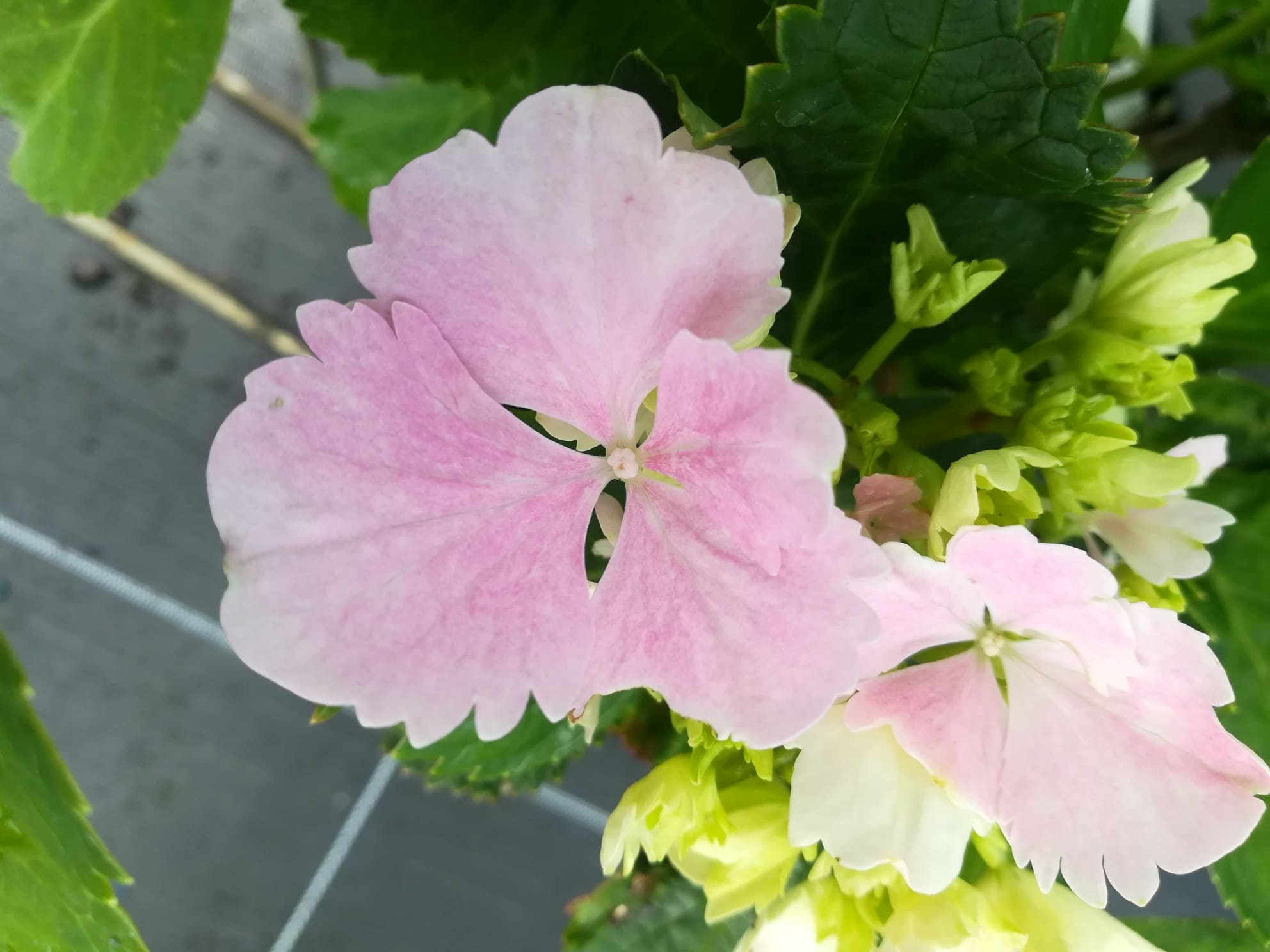 Les Hortensias du Haut Bois Pompadour hortensia macrophylla rondes