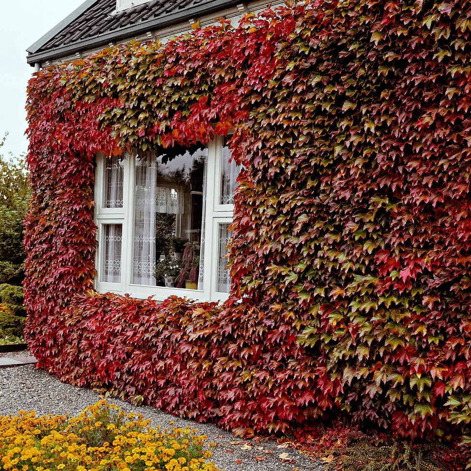 Bakker Vigne vierge Veitchii pot 2L 40cm feuille rouge